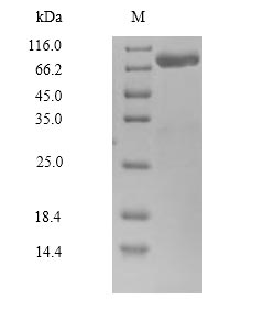 SDS-PAGE- Recombinant protein Human CAPN14