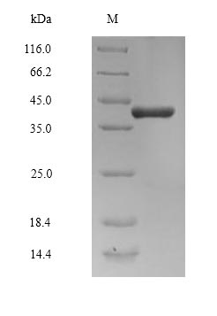 Recombinant Human Cyclin-K (CCNK) - image 1