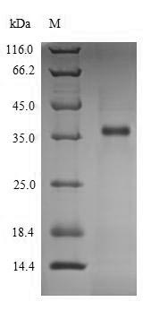 SDS-PAGE- Recombinant protein Human LDHC