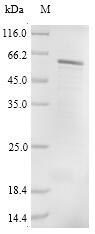 CSB-BP842761HU SDS-PAGE