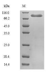 SDS-PAGE- Recombinant protein Mouse Masp2