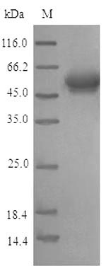 Recombinant Human Atypical chemokine receptor 3 (ACKR3) - image 1