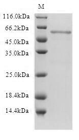 CSB-CF010882HUb2-SDS