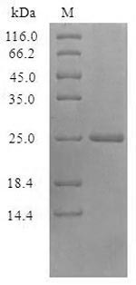 SDS-PAGE- Recombinant protein Vaccinia VACWR074
