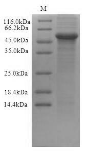 SDS-PAGE- Recombinant protein Human CRBN