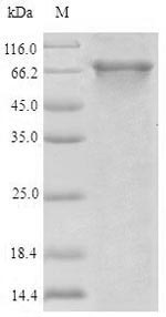 SDS-PAGE- Recombinant protein Human ABCB8