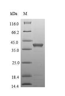 SDS-PAGE- Recombinant protein Mouse Antxr1