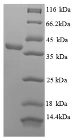 SDS-PAGE - Recombinant Human APEX1