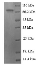 SDS-PAGE- Recombinant protein Human ATF2