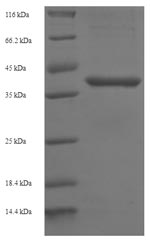 SDS-PAGE- Recombinant protein Human BCL10