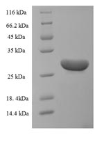 SDS-PAGE- Recombinant protein Human BDNF