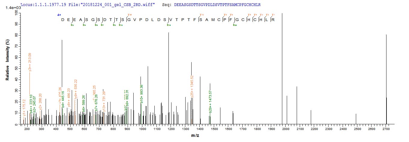Recombinant Mouse Biglycan (Bgn) - image 1