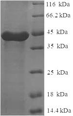CSB-EP004503HU