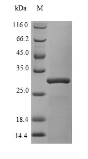 (Tris-Glycine gel) Discontinuous SDS-PAGE (reduced) with 5% enrichment gel and 15% separation gel. (Tris-Glycine gel) Discontinuous SDS-PAGE (reduced) with 5% enrichment gel and 15% separation gel.