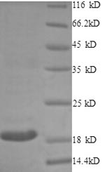 SDS-PAGE- Recombinant protein Rabbit CD40LG