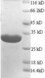 CSB-EP004956MO SDS