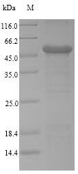 SDS-PAGE- Recombinant protein Human CEACAM1