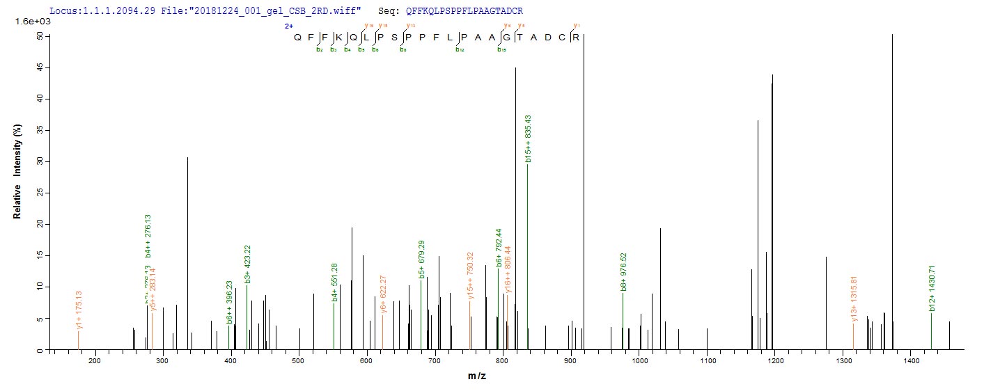 Recombinant Human CCAAT/enhancer-binding protein delta (CEBPD) - image 1
