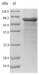 SDS-PAGE- Recombinant protein Human CHI3L1