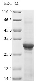 SDS-PAGE- Recombinant protein Human CHRNA1