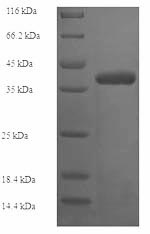 SDS-PAGE - Recombinant Human COL4A1