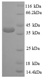 SDS-PAGE- Recombinant protein Human CREB1