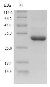 SDS-PAGE- Recombinant protein Dog CSF3