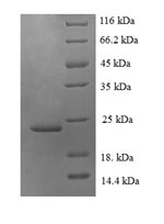 SDS-PAGE- Recombinant protein Human CX3CL1