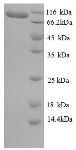 SDS-PAGE- Recombinant protein Human EEF2