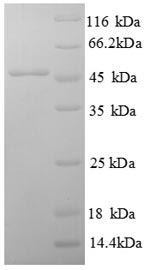 SDS-PAGE- Recombinant protein Rat Efna1