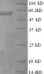 SDS-PAGE- Recombinant protein Human EIF4G1