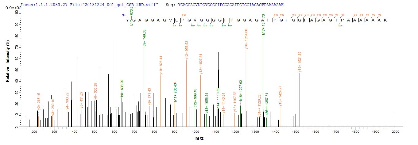 Based on the SEQUEST from database of E.coli host and target protein, the LC-MS/MS Analysis result of CSB-EP007617MO could indicate that this peptide derived from E.coli-expressed Mus musculus (Mouse) Eln. Based on the SEQUEST from database of E.coli host and target protein, the LC-MS/MS Analysis result of CSB-EP007617MO could indicate that this peptide derived from E.coli-expressed Mus musculus (Mouse) Eln.