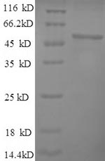 SDS-PAGE- Recombinant protein Mouse Eno1