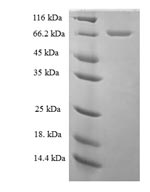 Recombinant Human Transcriptional regulator ERG (ERG) - image 1