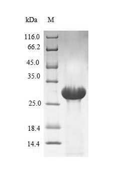 (Tris-Glycine gel) Discontinuous SDS-PAGE (reduced) with 5% enrichment gel and 15% separation gel.
