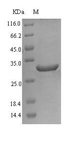 (Tris-Glycine gel) Discontinuous SDS-PAGE (reduced) with 5% enrichment gel and 15% separation gel.