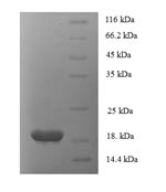 SDS-PAGE- Recombinant protein Human FASLG