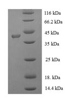 SDS-PAGE- Recombinant protein Human FLG