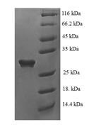 SDS-PAGE- Recombinant protein Human GDNF