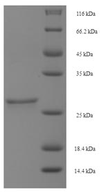 SDS-PAGE- Recombinant protein Sheep GHRH