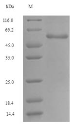 SDS-PAGE- Recombinant protein Human GLS