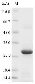 SDS-PAGE- Recombinant protein Pig GPX5