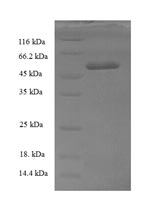 SDS-PAGE- Recombinant protein Human GTF2B