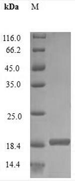 SDS-PAGE- Recombinant protein Rabbit IL2