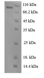 SDS-PAGE- Recombinant protein Human KDR
