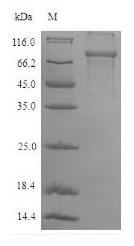 SDS-PAGE- Recombinant protein Human LCP1