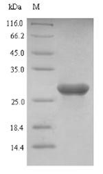 SDS-PAGE- Recombinant protein Bovine LGALS1