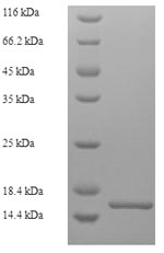 SDS-PAGE- Recombinant protein Bovine LHB