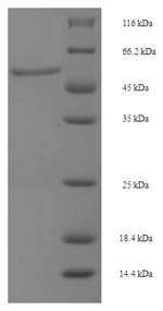 SDS-PAGE- Recombinant protein Human MAP2K6
