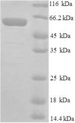 SDS-PAGE- Recombinant protein Mouse Mdm2
